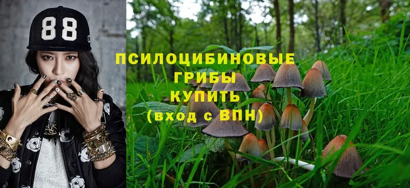 Галлюциногенные грибы Psilocybe  купить наркотик  Ноябрьск 